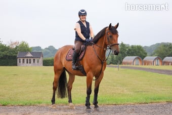 "Morjoy Lord Lauantee (Levi) " Bay Gelding All Rounder