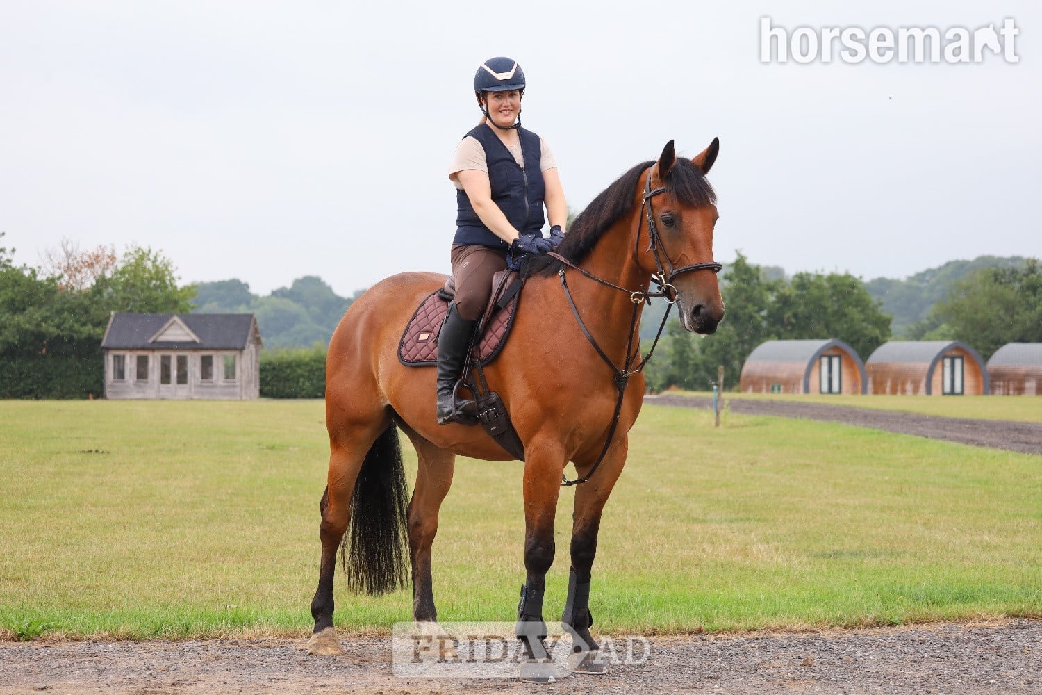 "Morjoy Lord Lauantee (Levi) " Bay Gelding All Rounder in Leeds
