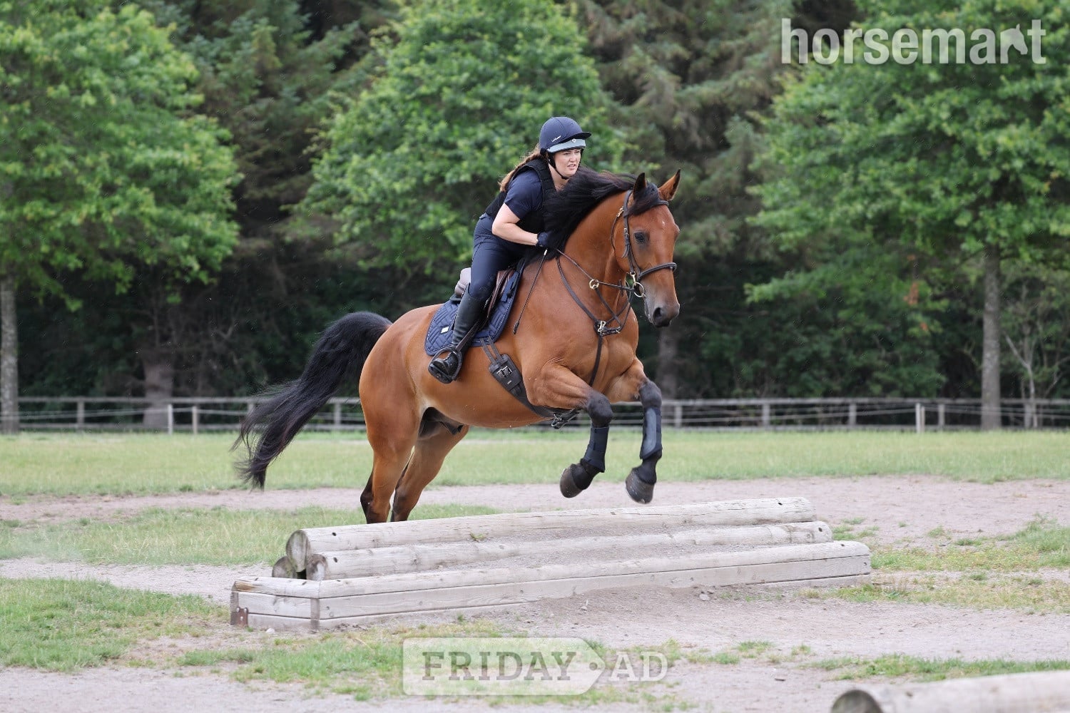 "Morjoy Lord Lauantee (Levi) " Bay Gelding All Rounder