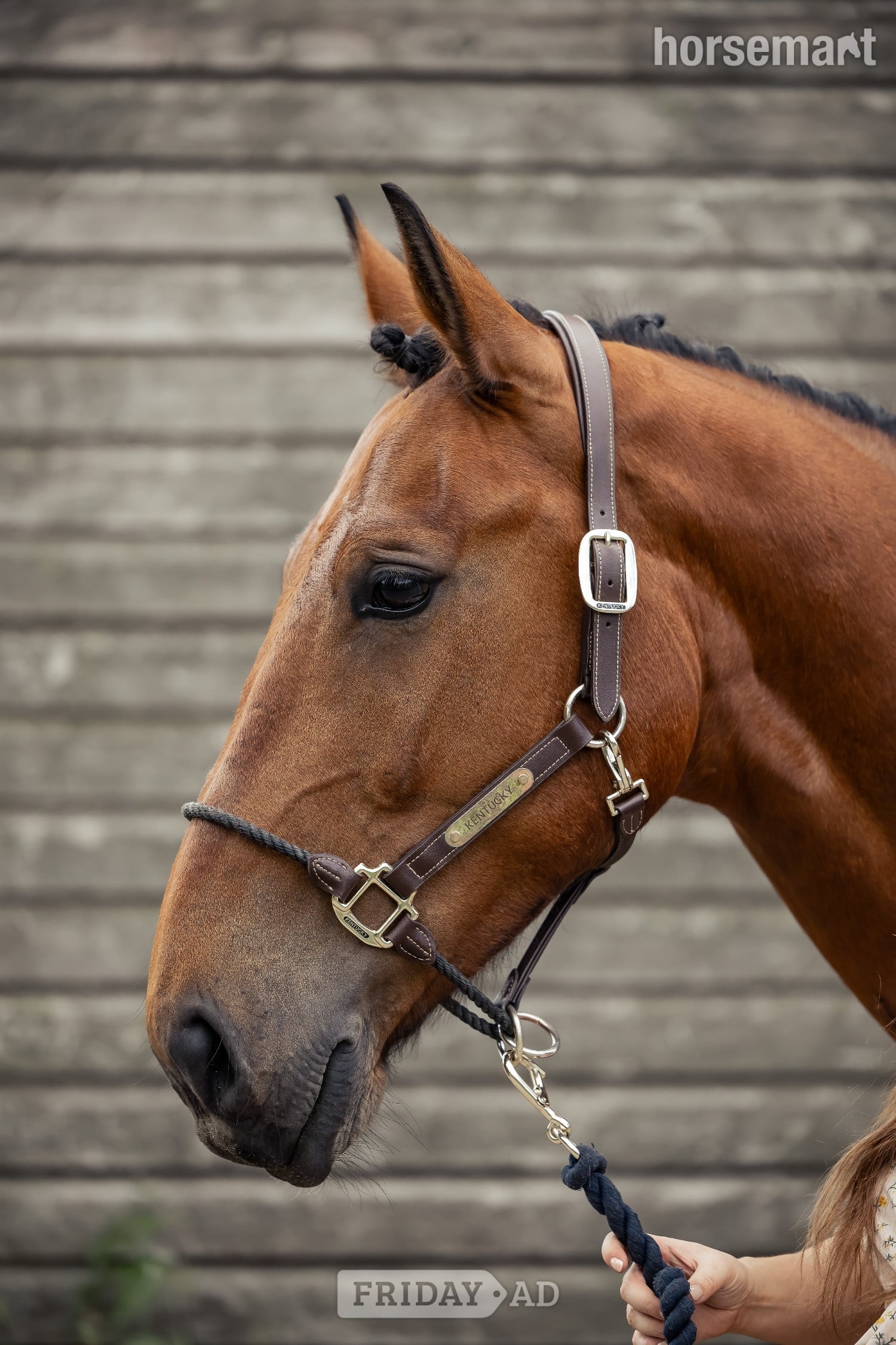 Leeds "Morjoy Lord Lauantee (Levi) " Bay Gelding All Rounder