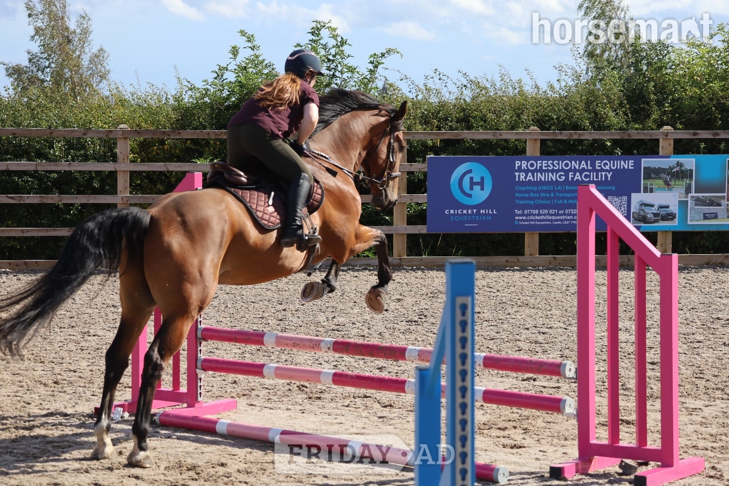 "Morjoy Lord Lauantee (Levi) " Bay Gelding All Rounder - Horses in Leeds