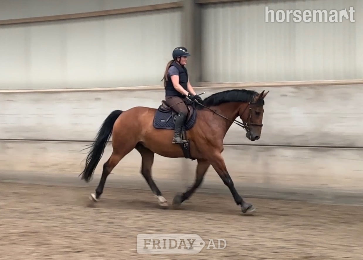 "Morjoy Lord Lauantee (Levi) " Bay Gelding All Rounder - Horses