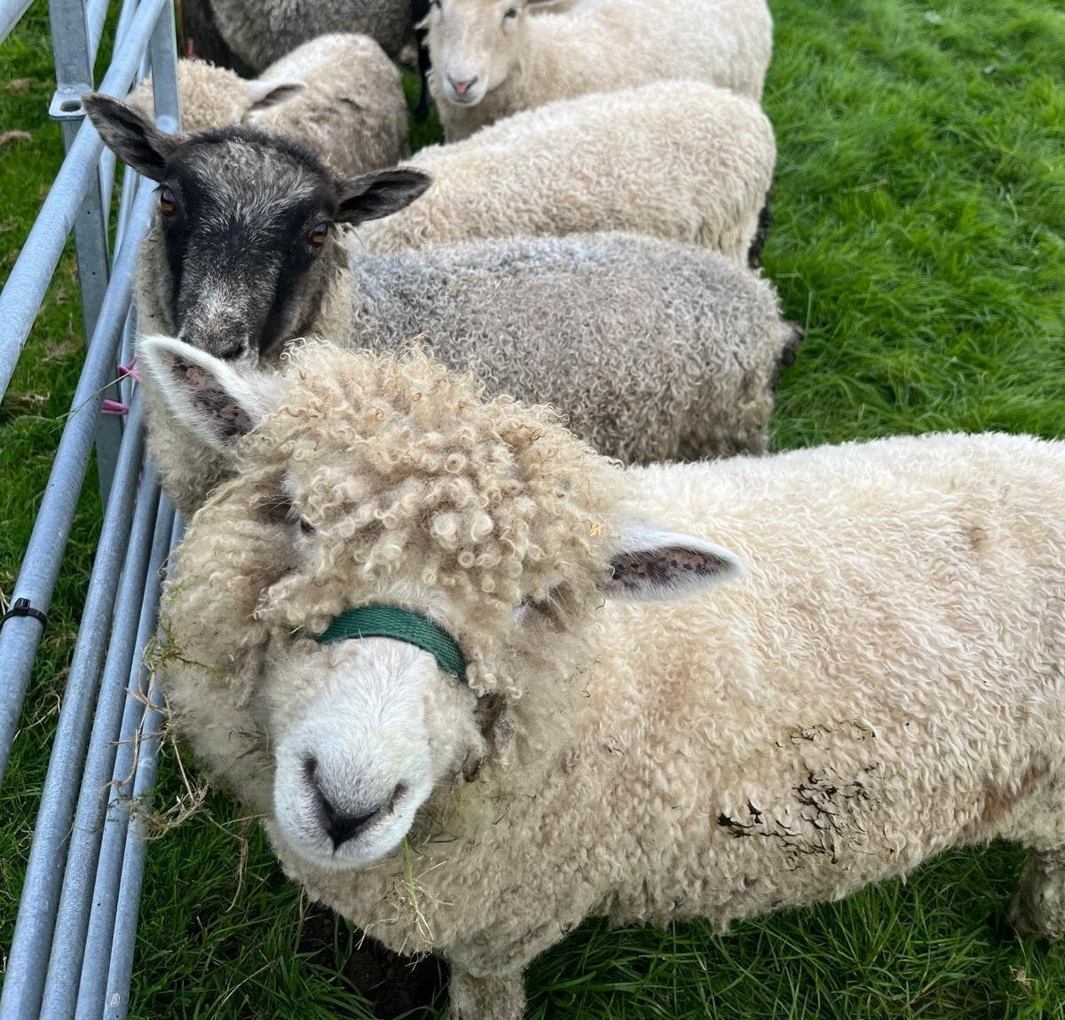 Very Tame Lambs