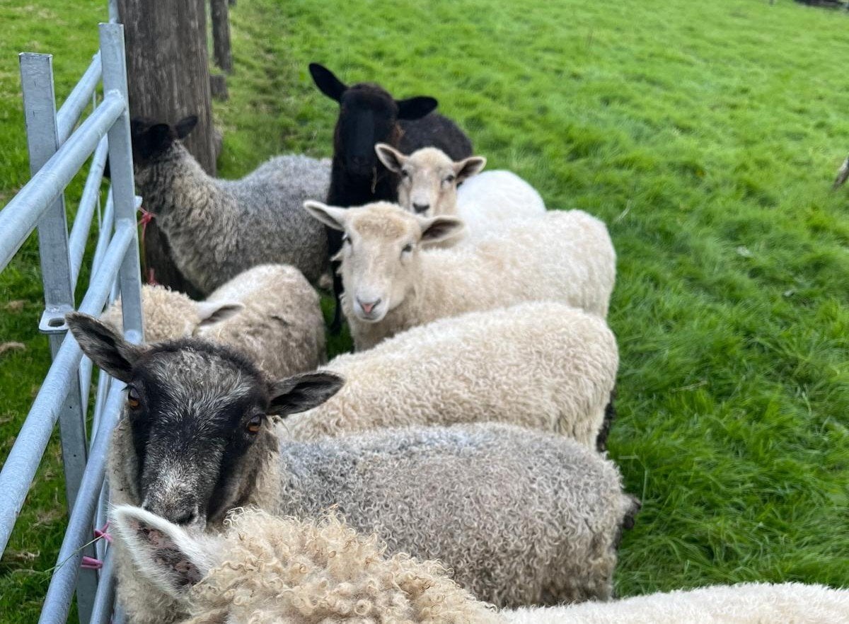 Launceston Very Tame Lambs