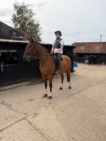 "Peter" Bay Gelding Hunter