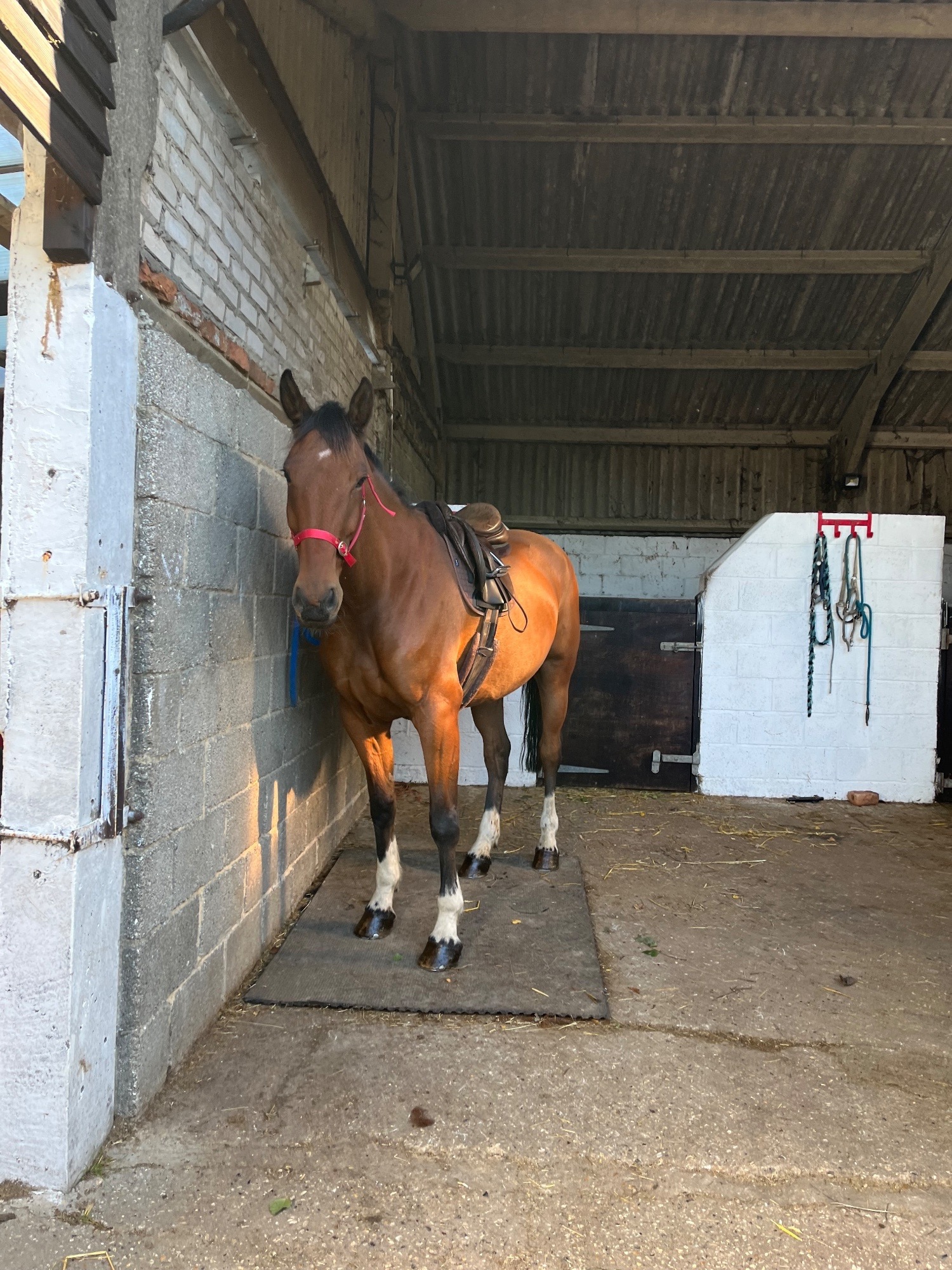 "Peter" Bay Gelding Hunter