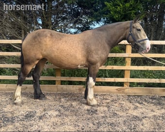 "Lola" Buckskin Mare Cob/Heavy Horse