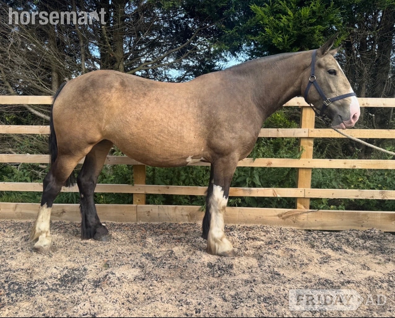 "Lola" Buckskin Mare Cob/Heavy Horse in Darwen
