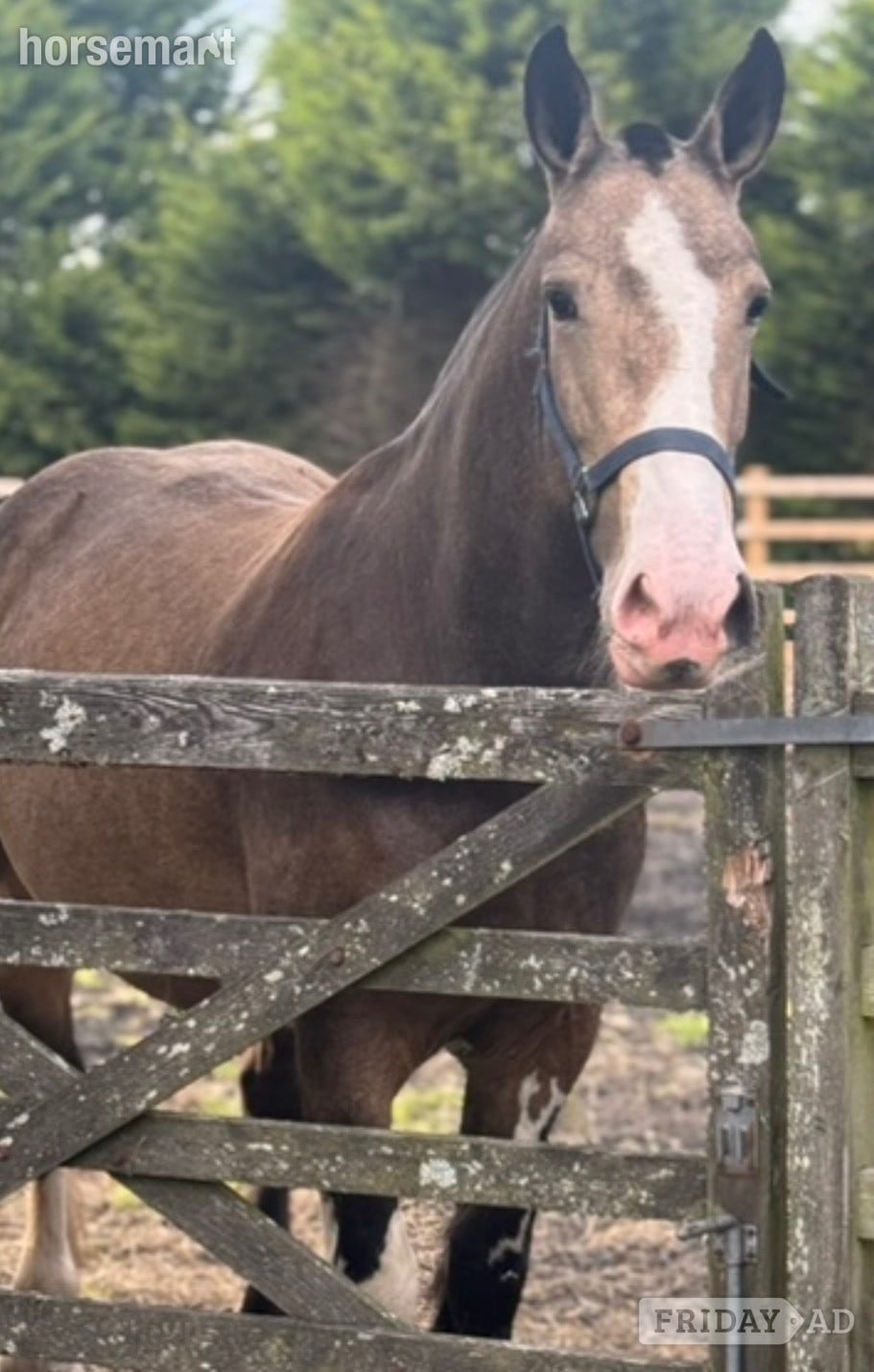 Darwen "Lola" Buckskin Mare Cob/Heavy Horse