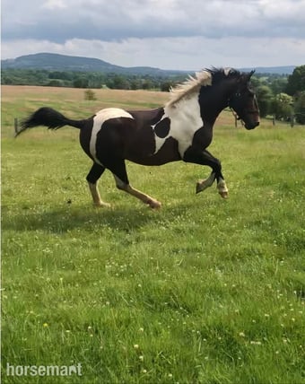 " Lucky" Skewbald Stallion Coloured