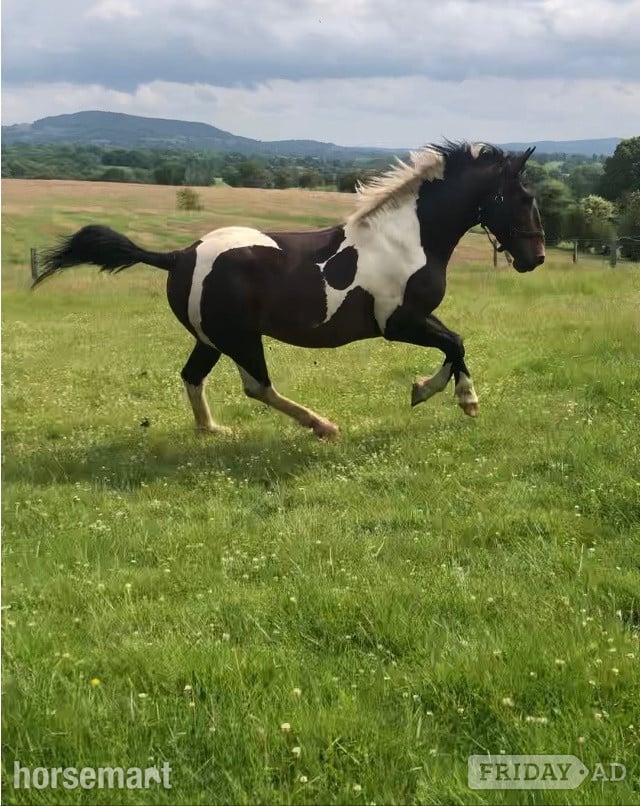 " Lucky" Skewbald Stallion Coloured in Macclesfield