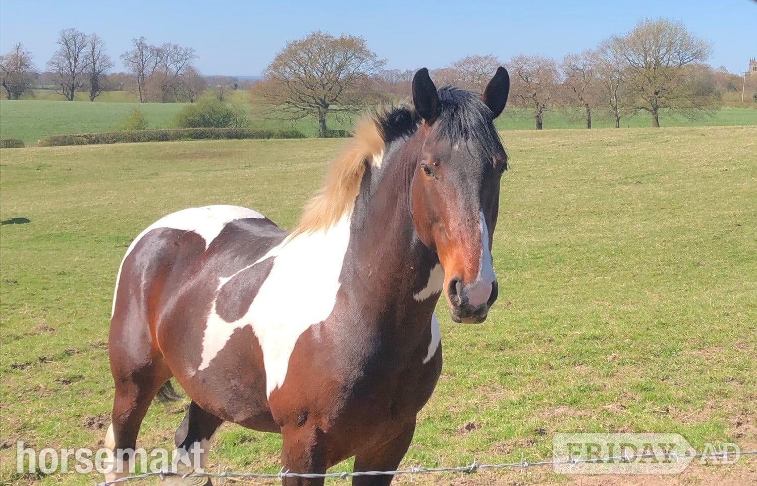 " Lucky" Skewbald Stallion Coloured