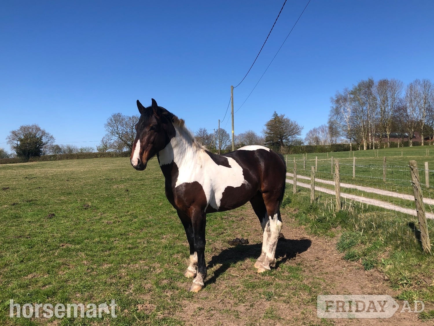 Macclesfield " Lucky" Skewbald Stallion Coloured