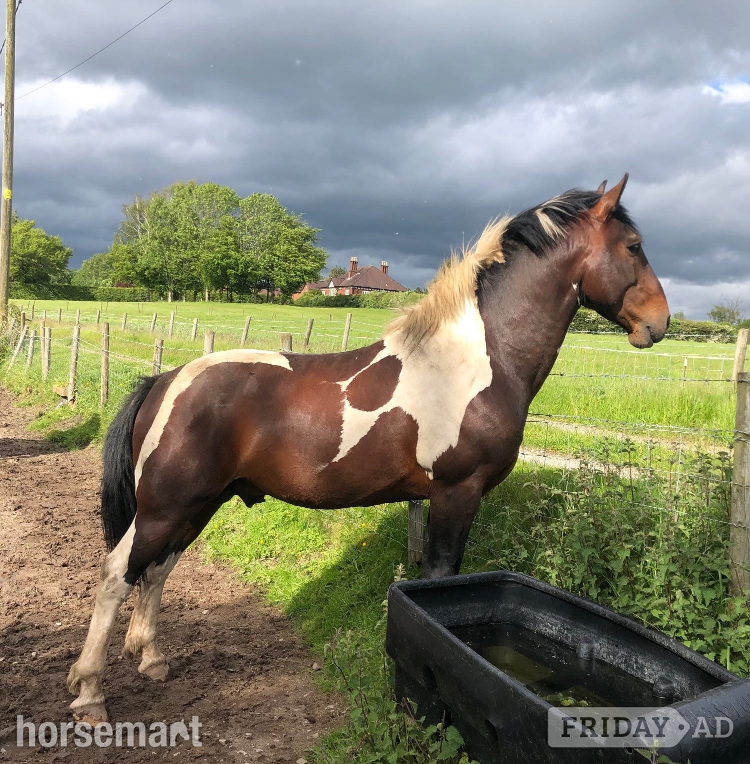 " Lucky" Skewbald Stallion Coloured - Horses in Macclesfield