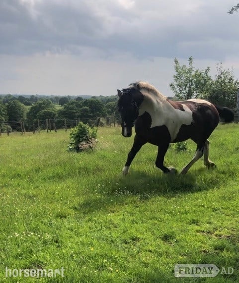 " Lucky" Skewbald Stallion Coloured - Horses