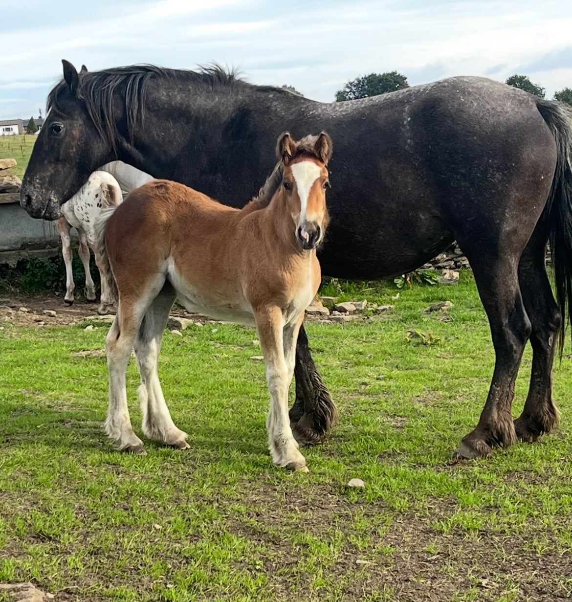 "Striking cob x appaloosa " Bay Filly Youngstock / Foal in Leeds