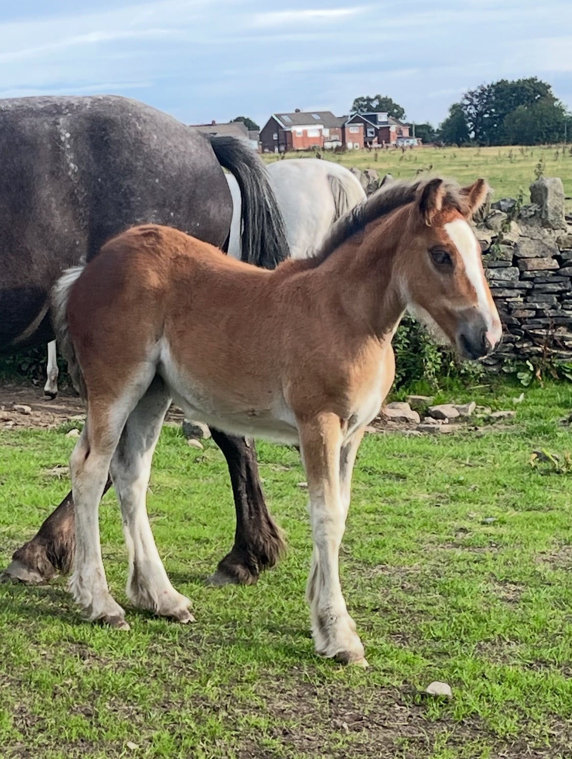 "Striking cob x appaloosa " Bay Filly Youngstock / Foal