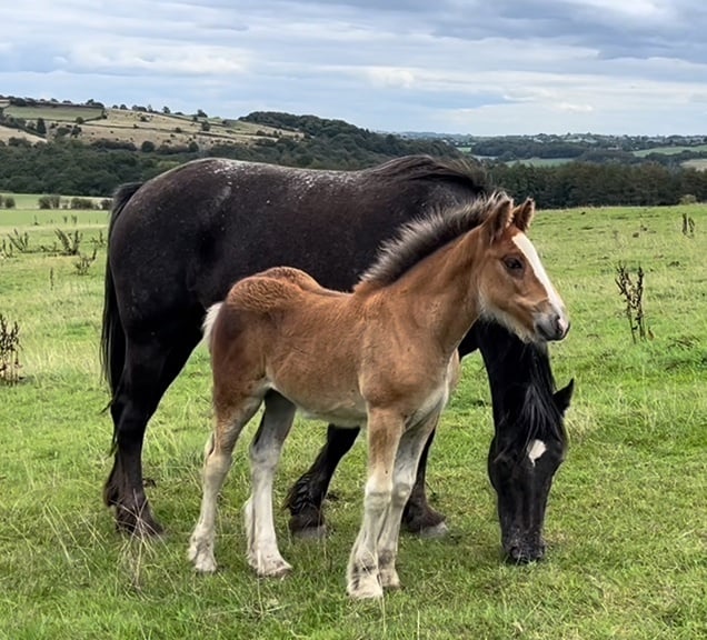 Leeds "Striking cob x appaloosa " Bay Filly Youngstock / Foal