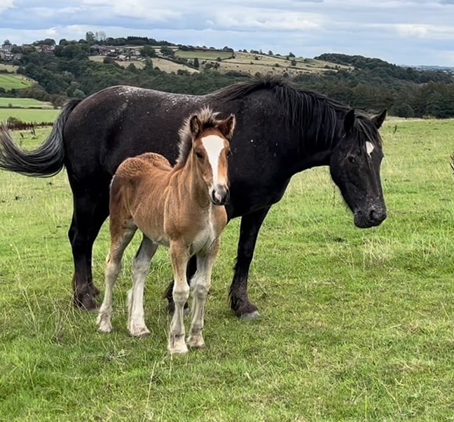 "Striking cob x appaloosa " Bay Filly Youngstock / Foal - Horses in Leeds