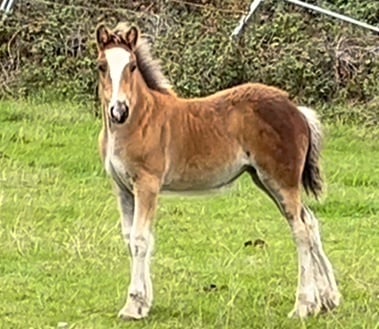 "Striking cob x appaloosa " Bay Filly Youngstock / Foal - Horses