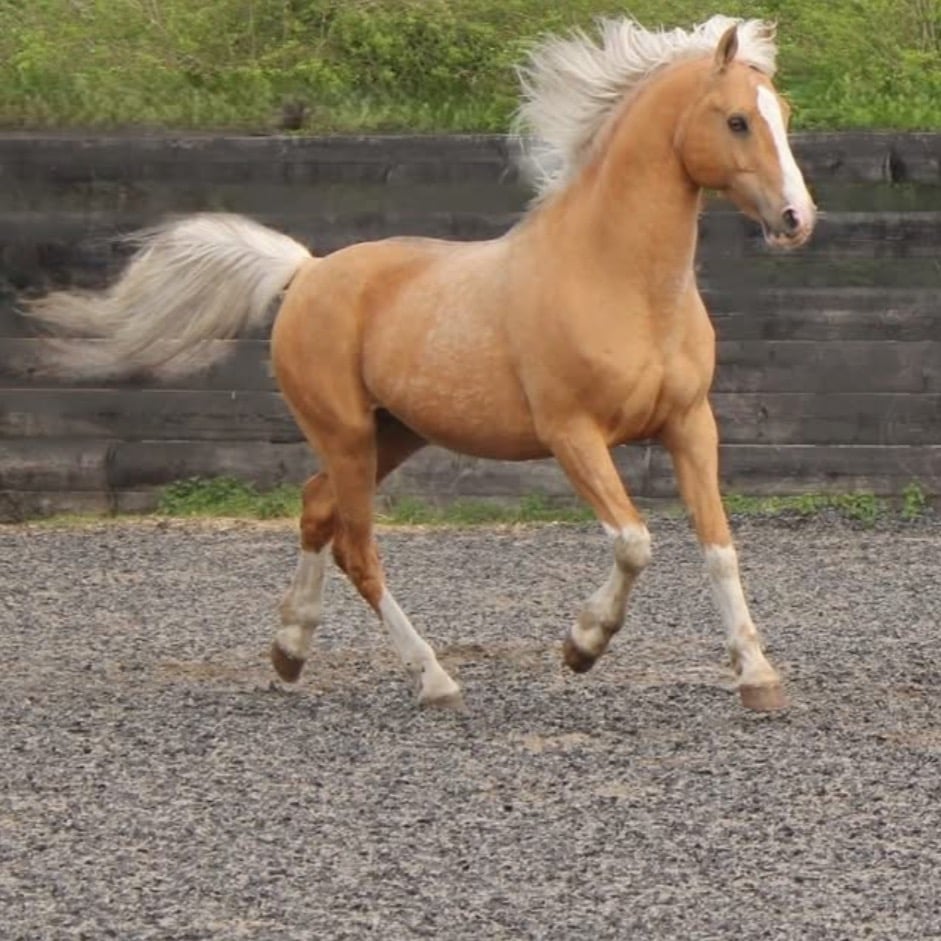 Lincoln "Albemarle Red Devil" Chestnut Colt Youngstock / Foal
