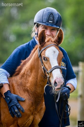 "Alonso" Chestnut Colt Youngstock / Foal
