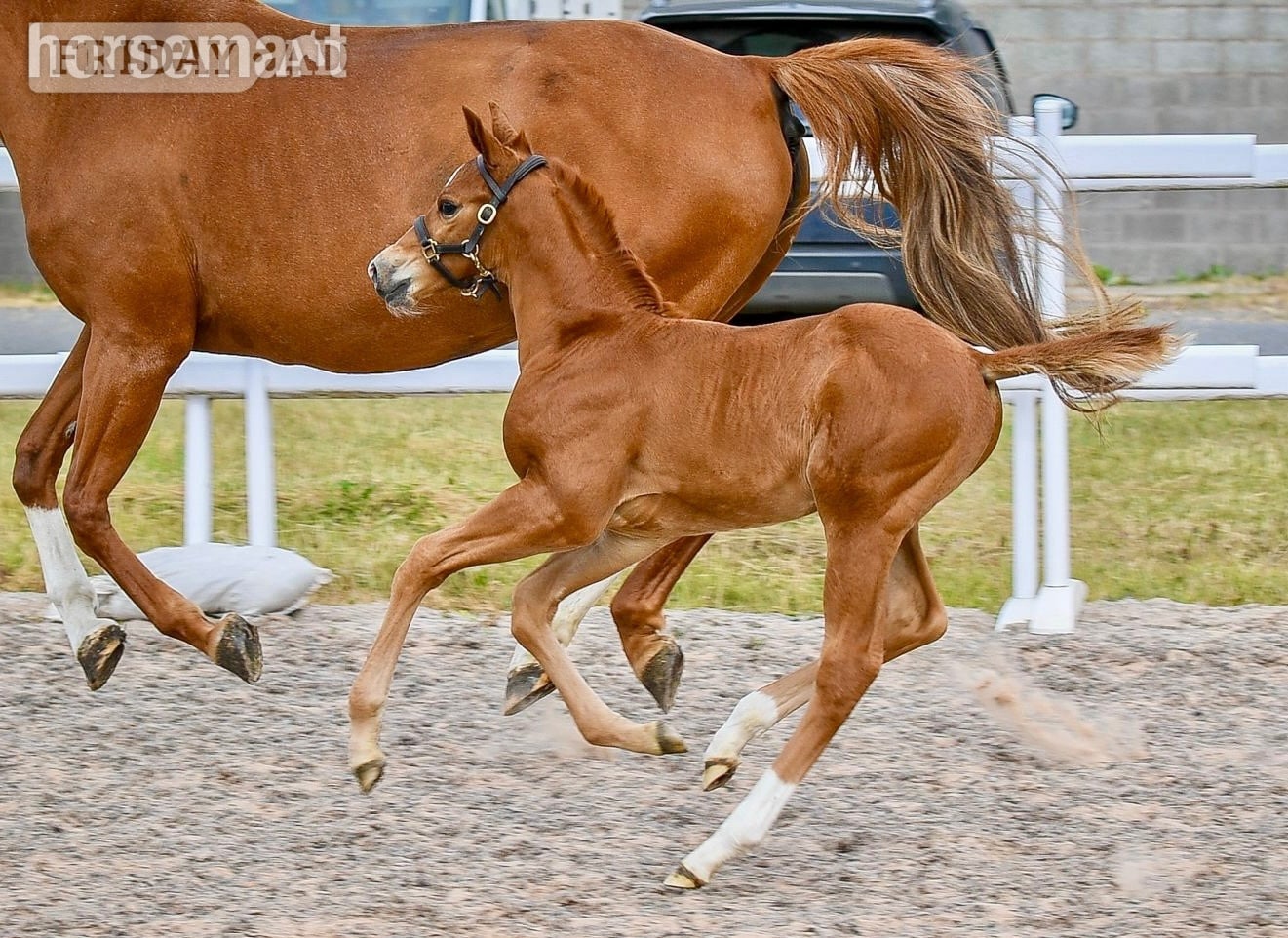 "Alonso" Chestnut Colt Youngstock / Foal