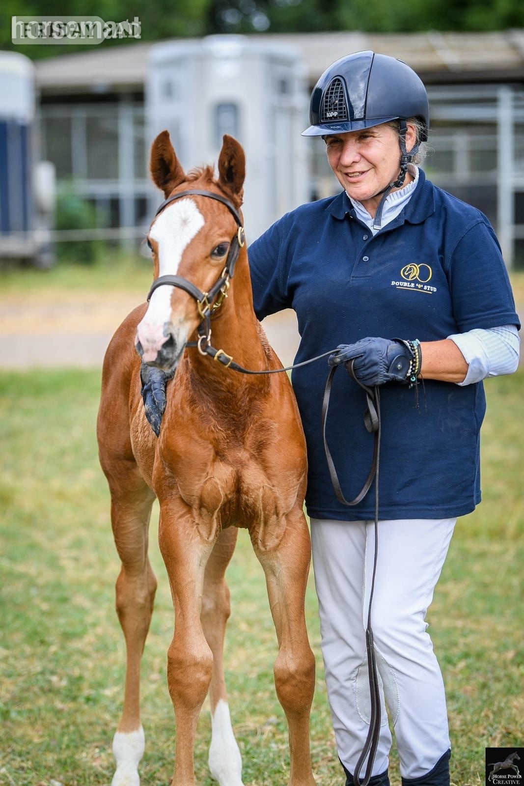 Telford "Alonso" Chestnut Colt Youngstock / Foal