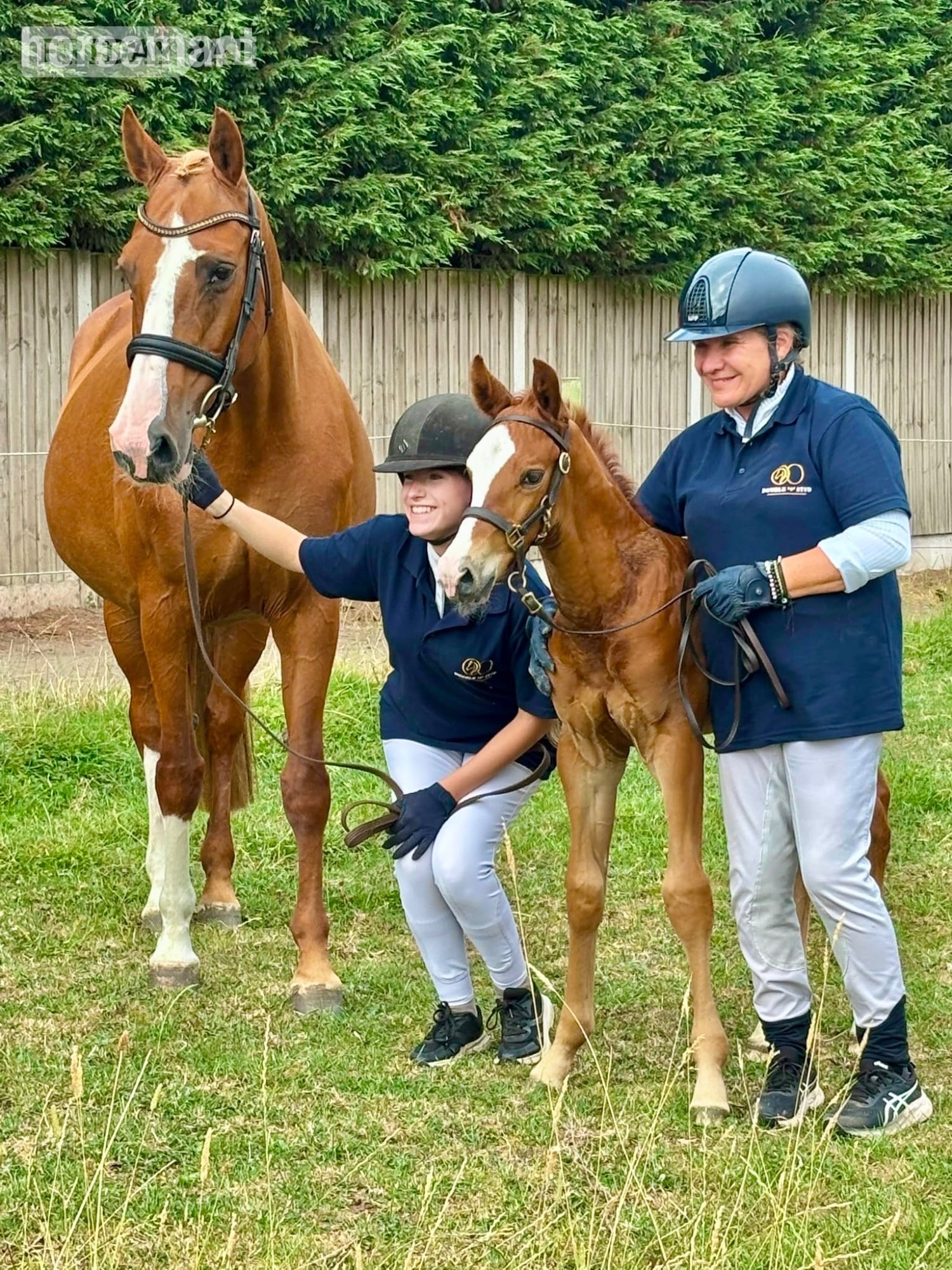 "Alonso" Chestnut Colt Youngstock / Foal - Horses in Telford