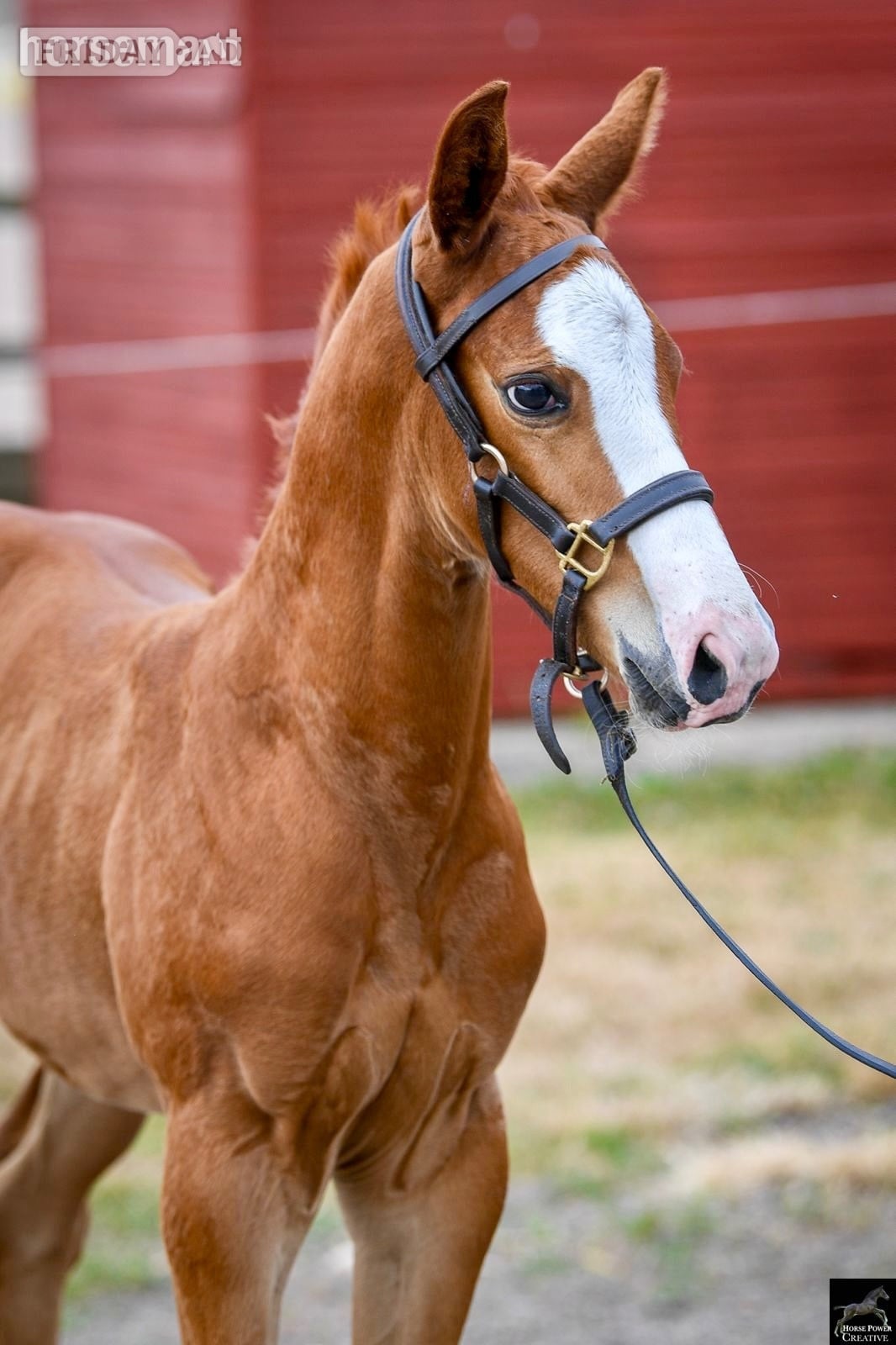 "Alonso" Chestnut Colt Youngstock / Foal - Horses