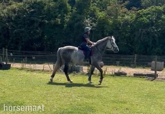 "Clover " Dapple Grey Mare All Rounder
