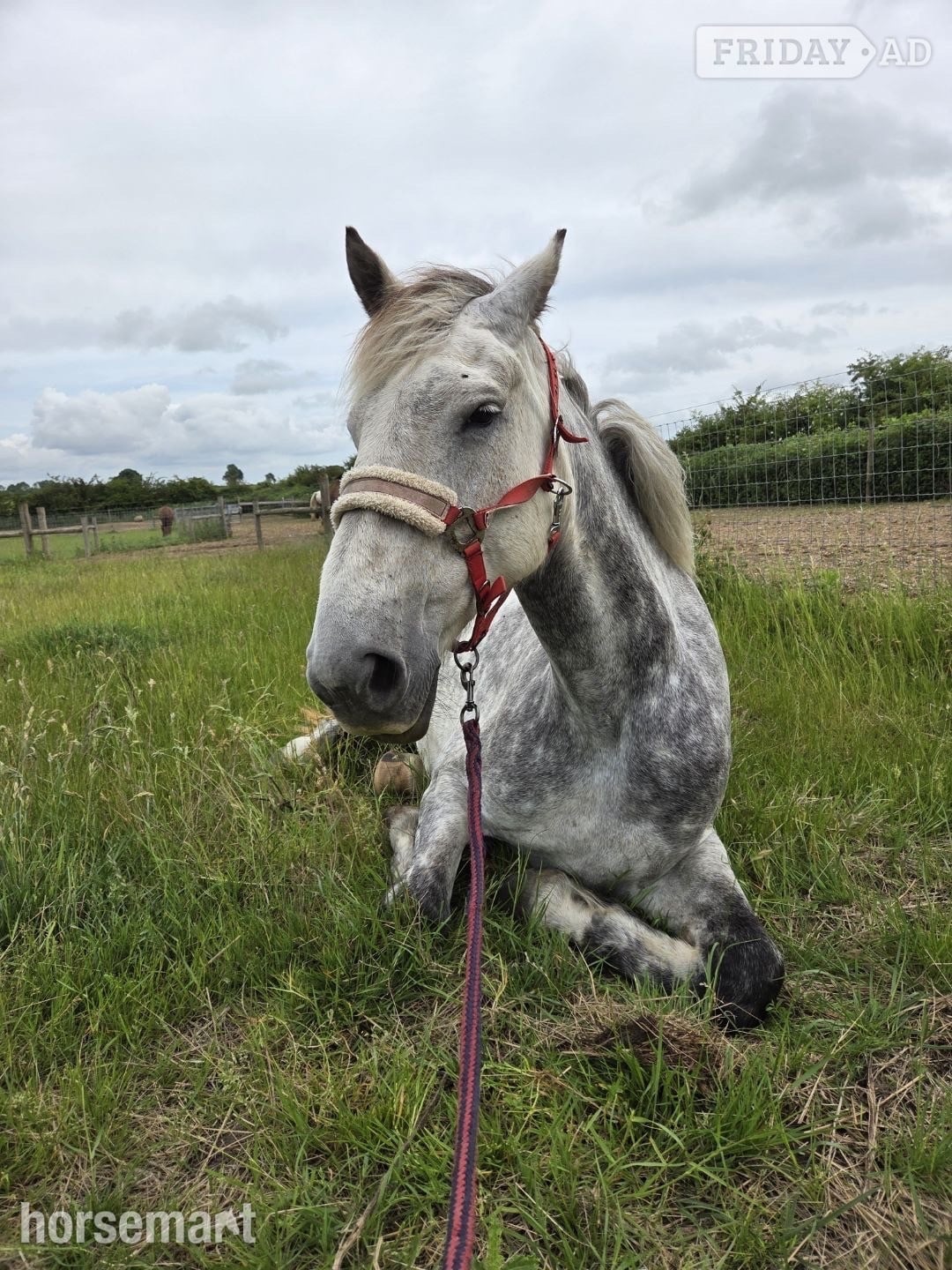 "Clover " Dapple Grey Mare All Rounder - Horses