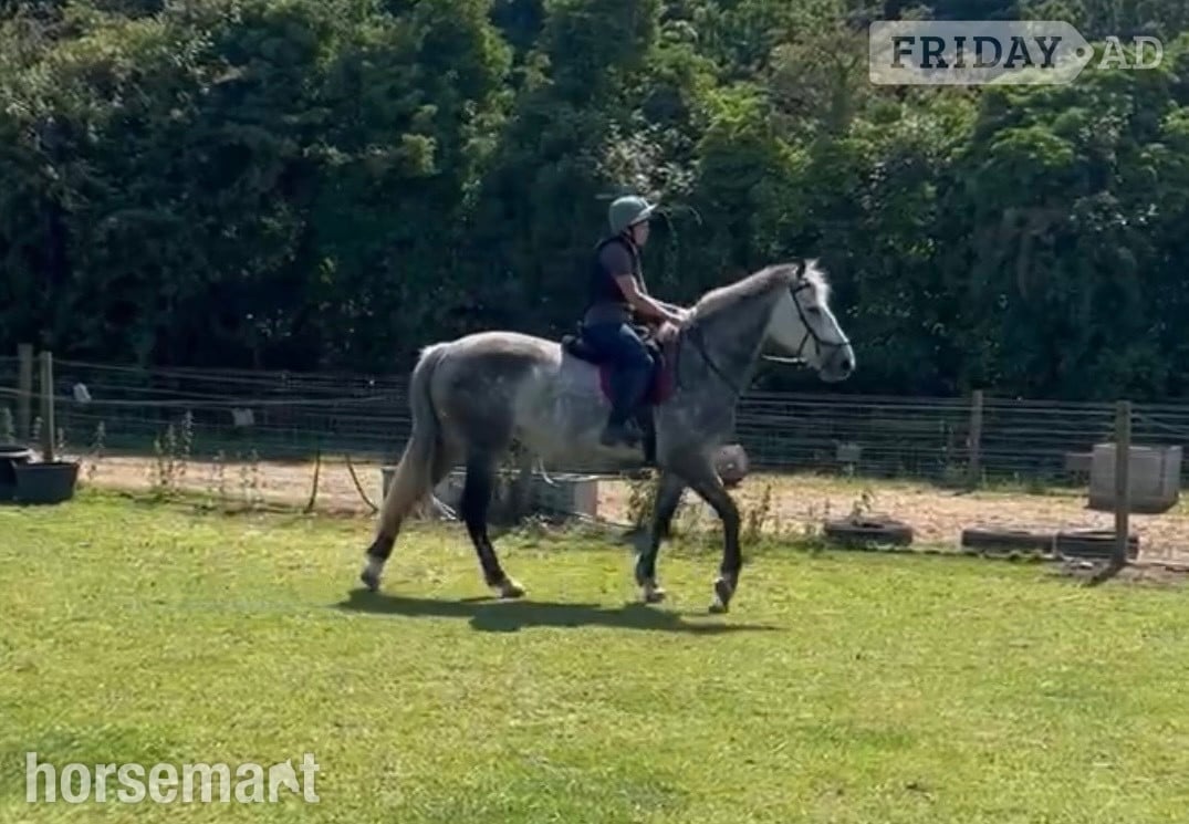"Clover " Dapple Grey Mare All Rounder in Beccles