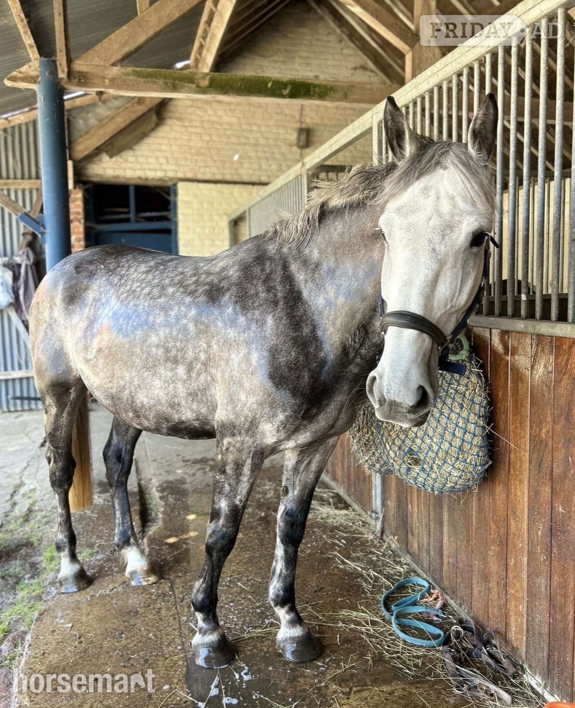 "Clover " Dapple Grey Mare All Rounder