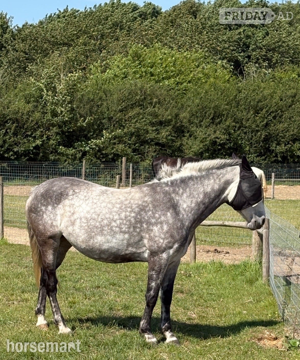 "Clover " Dapple Grey Mare All Rounder - Horses in Beccles