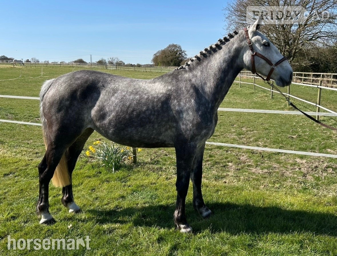 Beccles "Clover " Dapple Grey Mare All Rounder