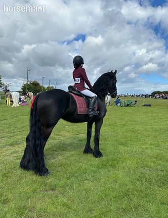 "Khaleesi" Black Mare Cob/Heavy Horse