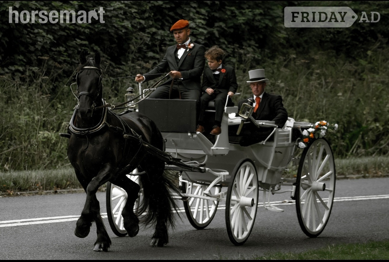 "Khaleesi" Black Mare Cob/Heavy Horse - Horses in Batley