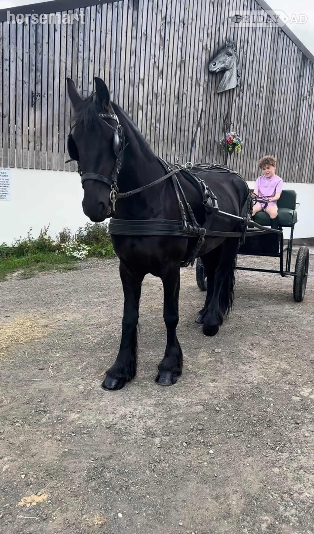 "Khaleesi" Black Mare Cob/Heavy Horse - Horses