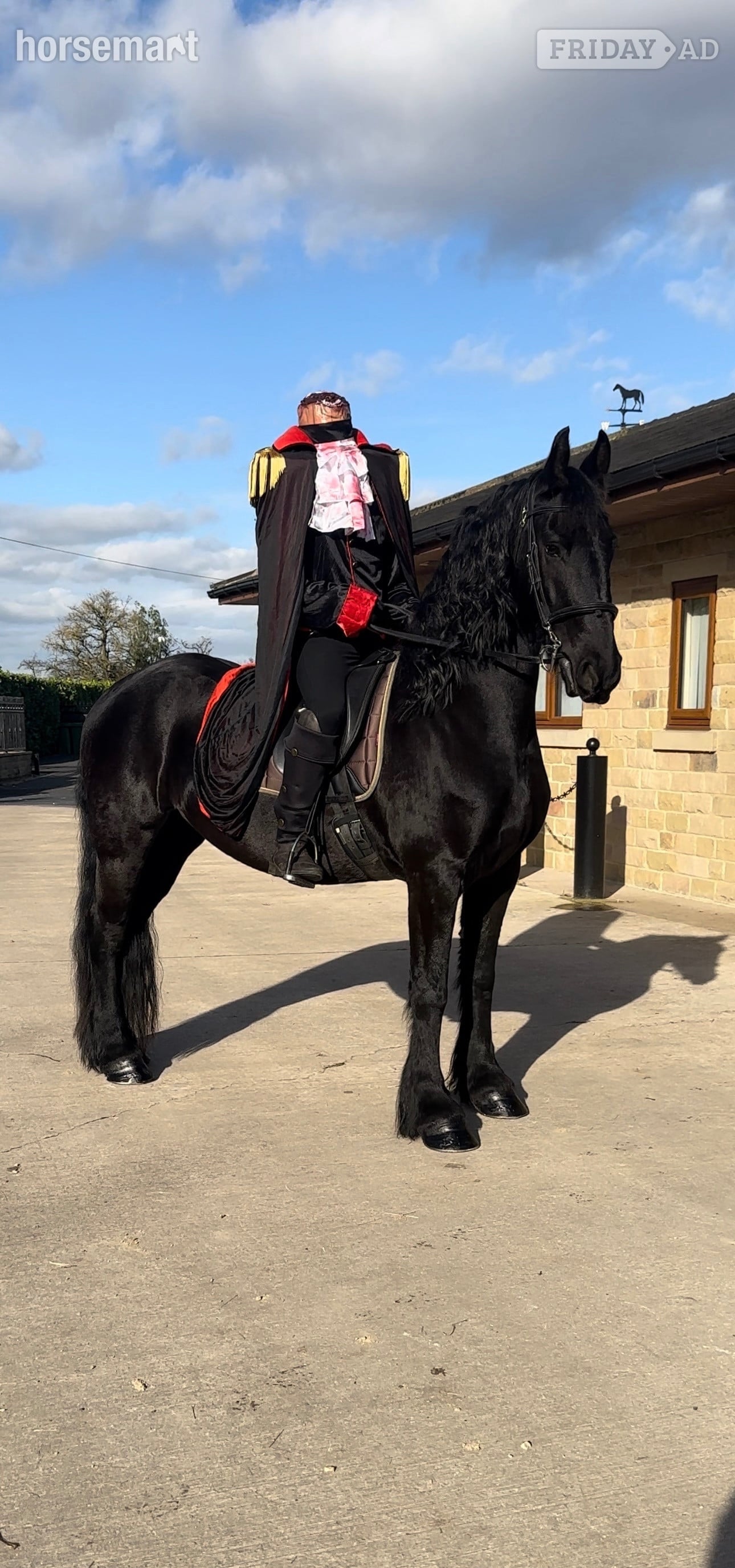 Batley "Khaleesi" Black Mare Cob/Heavy Horse
