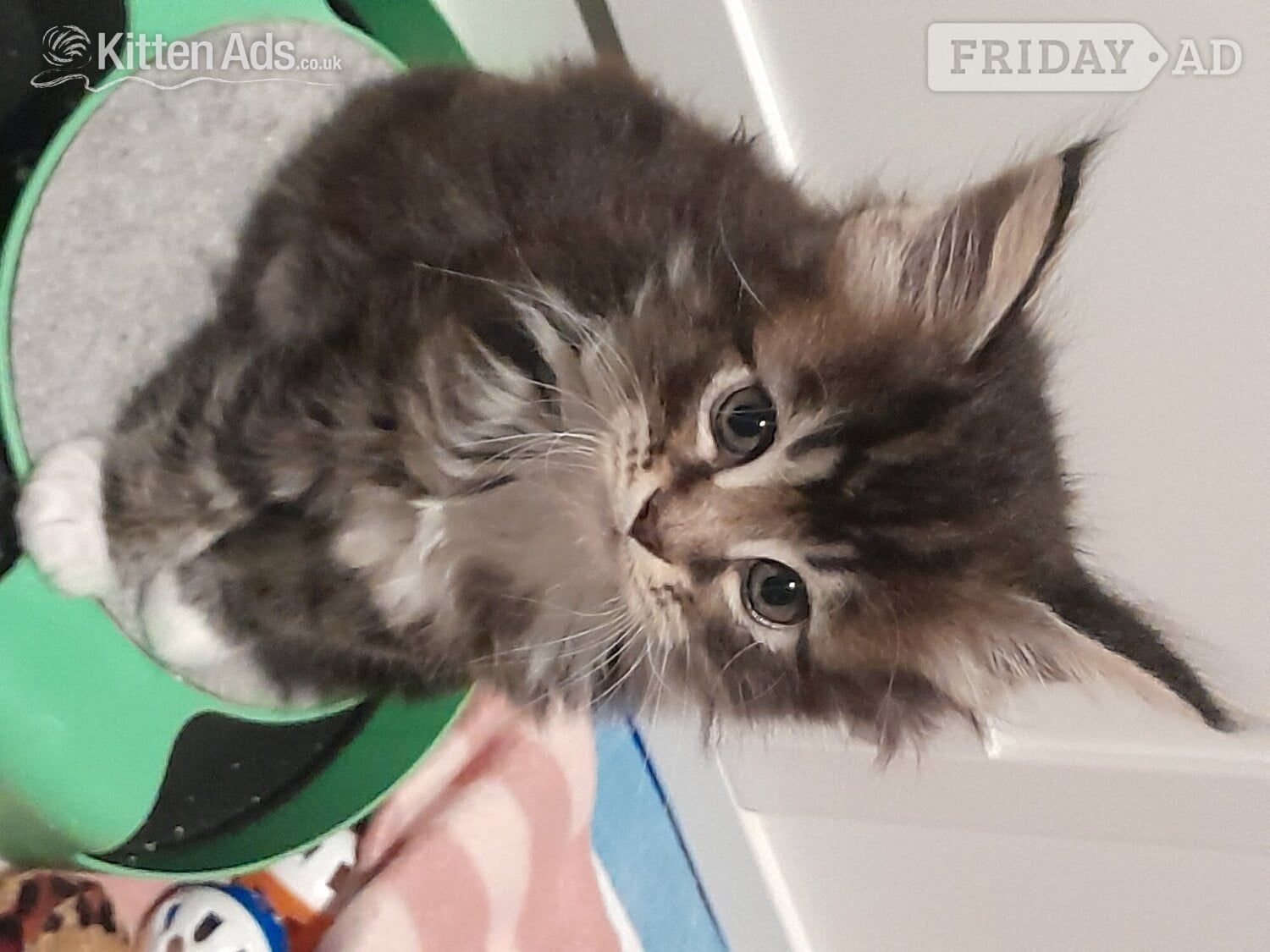 3 GORGEOUSLY CUTE MAINE COON KITTENS FOR SALE in Lincoln