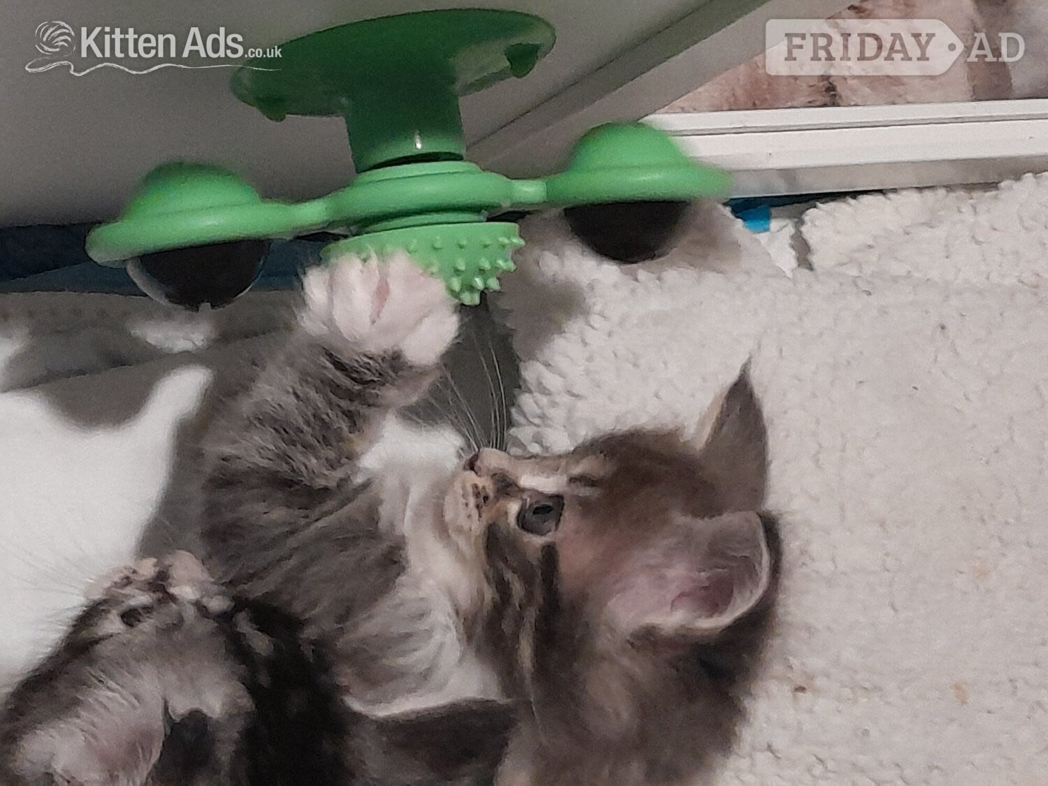 3 GORGEOUSLY CUTE MAINE COON KITTENS FOR SALE