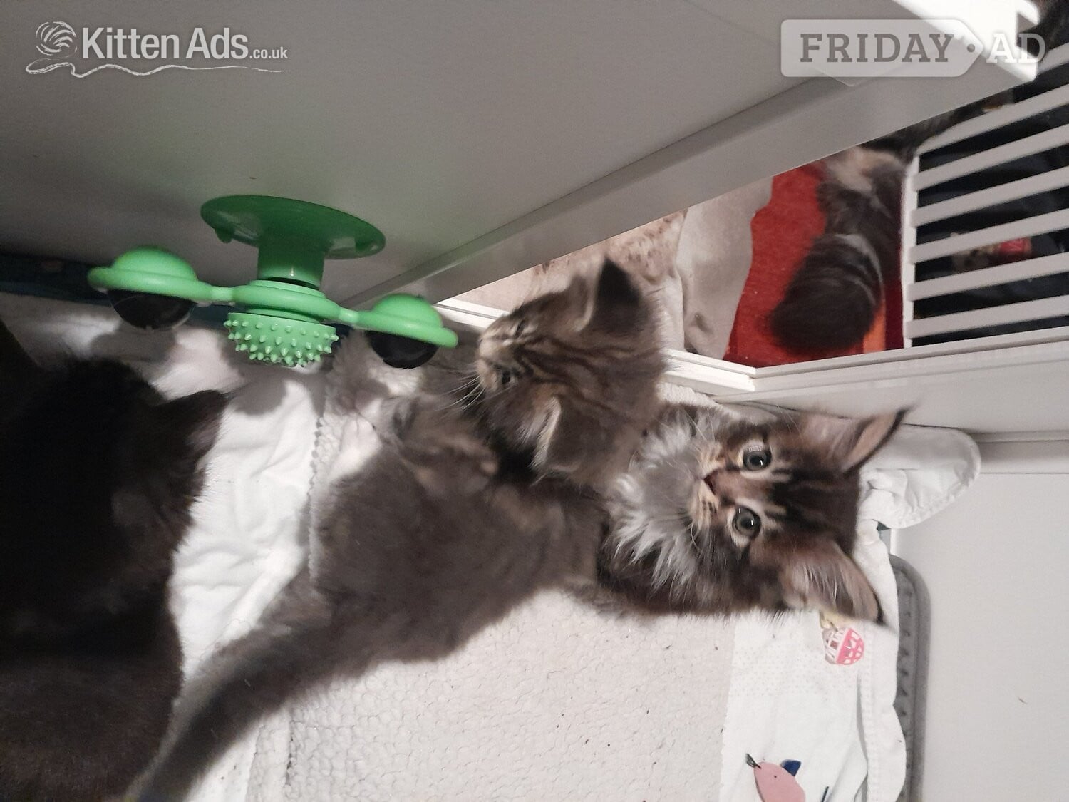 Lincoln 3 GORGEOUSLY CUTE MAINE COON KITTENS FOR SALE