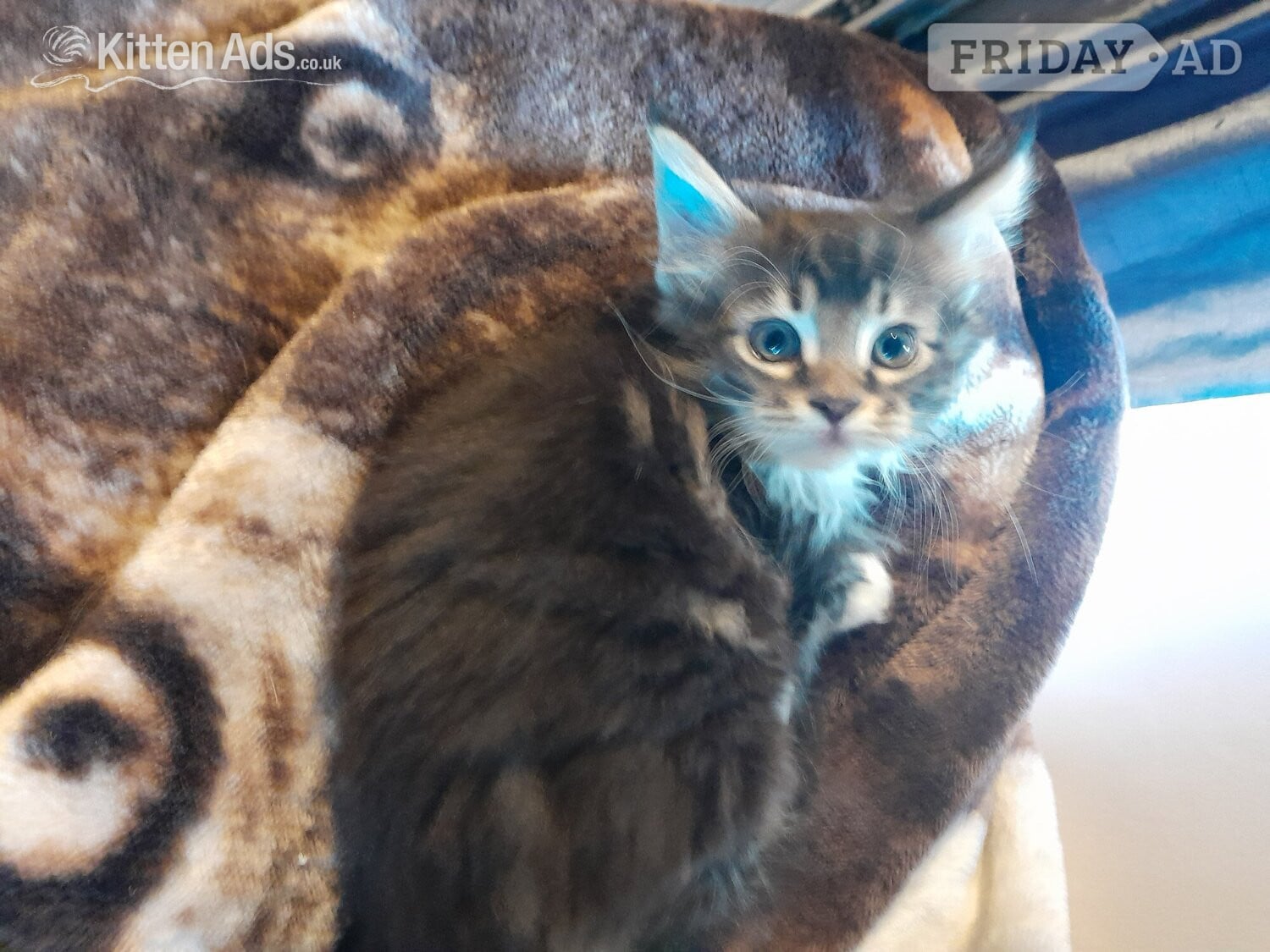 3 GORGEOUSLY CUTE MAINE COON KITTENS FOR SALE - Cats & Kittens in Lincoln