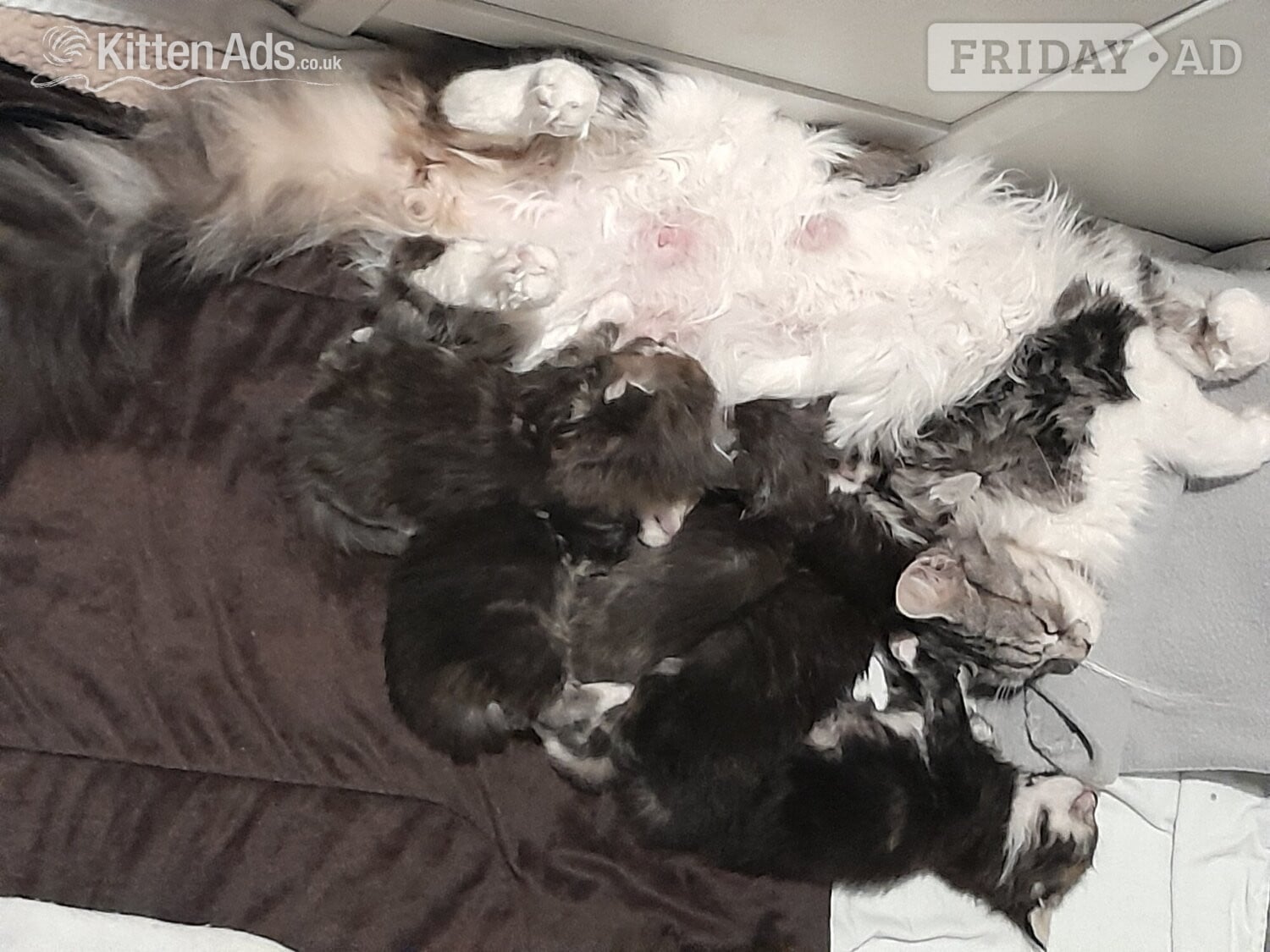 3 GORGEOUSLY CUTE MAINE COON KITTENS FOR SALE - Cats & Kittens