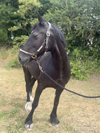 "Annabel" Black Mare All Rounder