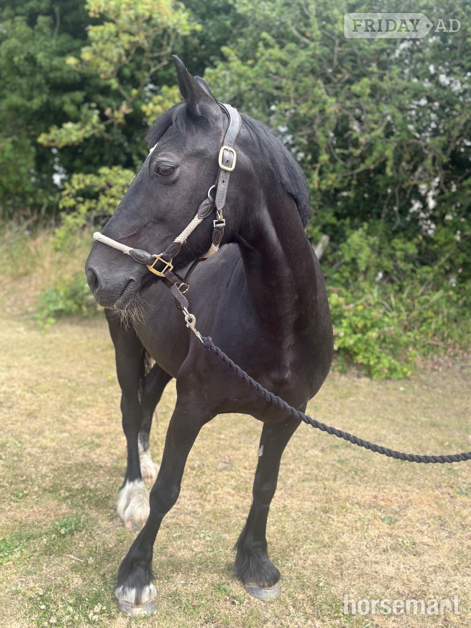 "Annabel" Black Mare All Rounder in Alsager