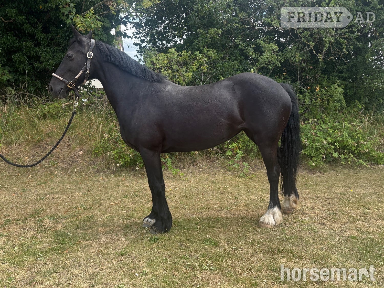 "Annabel" Black Mare All Rounder