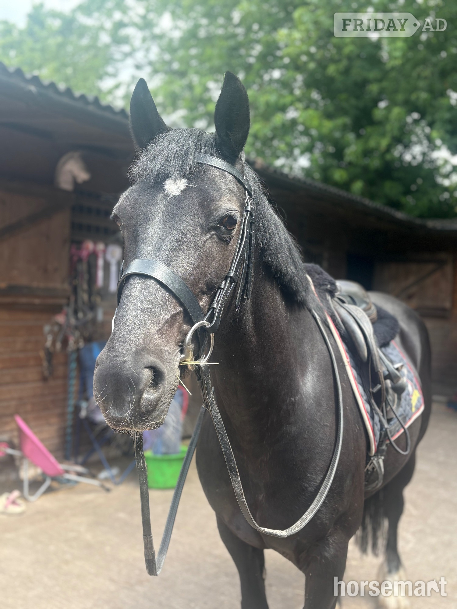 Alsager "Annabel" Black Mare All Rounder
