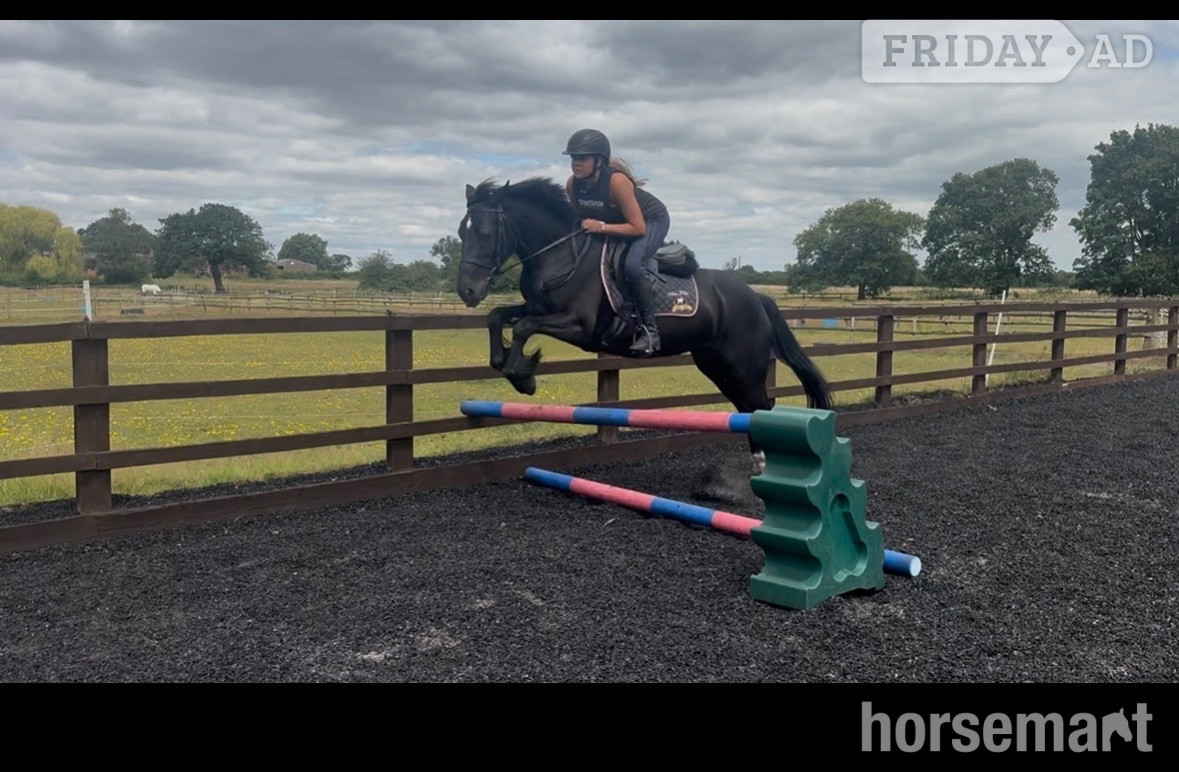 "Annabel" Black Mare All Rounder - Horses in Alsager